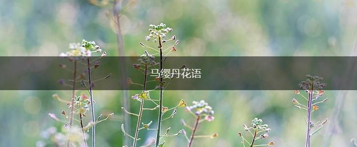 马缨丹花语,第1张