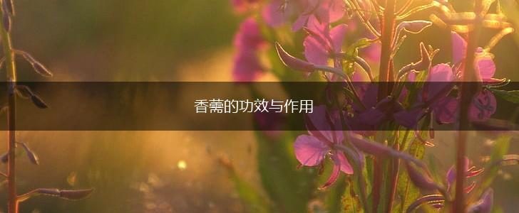 香薷的功效与作用,第1张