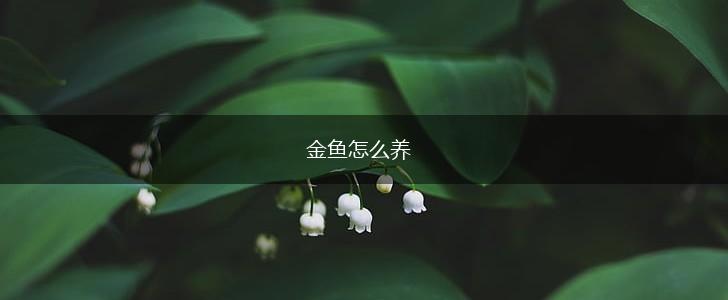 金鱼怎么养,第1张