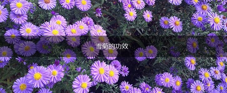 雪菊的功效,第1张