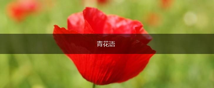 青花语,第1张