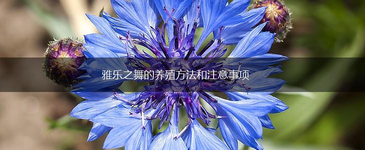 雅乐之舞的养殖方法和注意事项,第1张