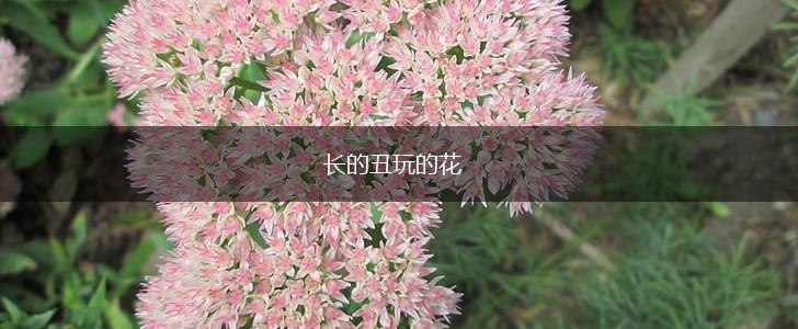 长的丑玩的花,第1张