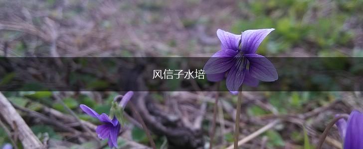 风信子水培,第1张