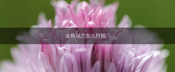 金鱼吊兰怎么扦插,第1张