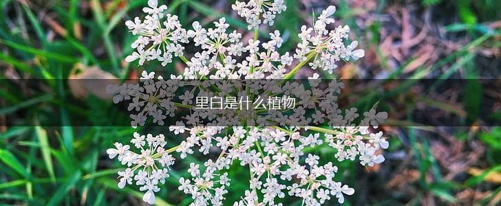 里白是什么植物,第1张