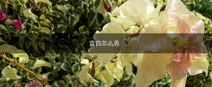 青苔怎么养,第1张