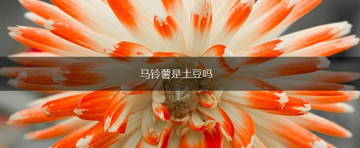 马铃薯是土豆吗,第1张