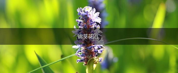 锦葵花语,第1张