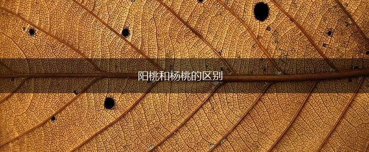 阳桃和杨桃的区别,第1张