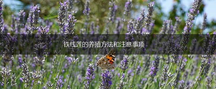 铁线莲的养殖方法和注意事项,第1张
