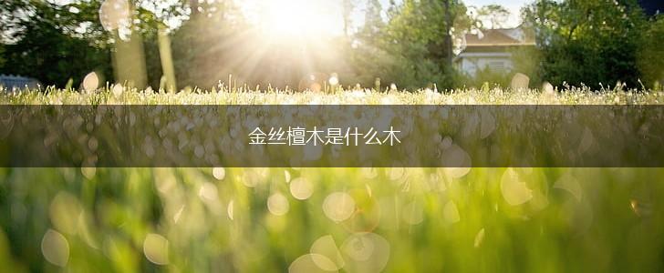 金丝檀木是什么木,第1张