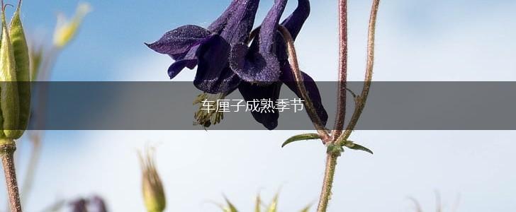 车厘子成熟季节,第1张