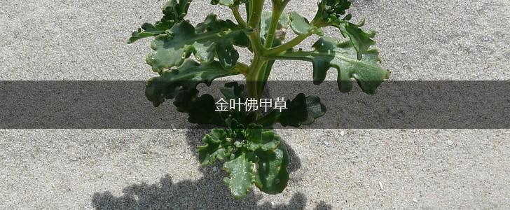 金叶佛甲草,第1张