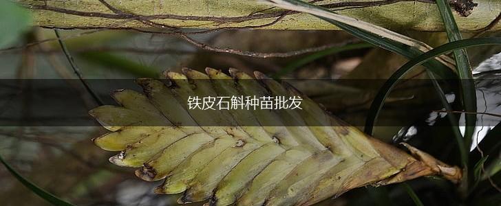 铁皮石斛种苗批发,第1张