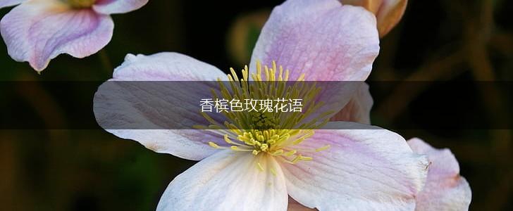 香槟色玫瑰花语,第1张