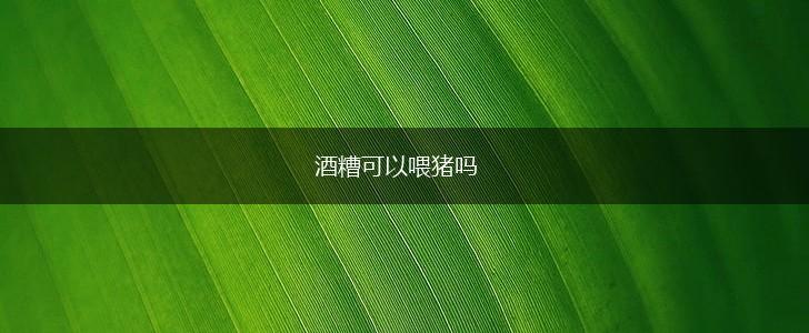 酒糟可以喂猪吗,第1张