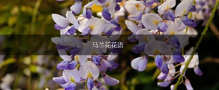 马兰花花语,第1张