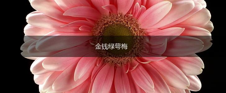 金钱绿萼梅,第1张