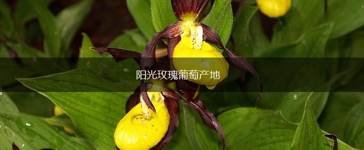 阳光玫瑰葡萄产地,第1张