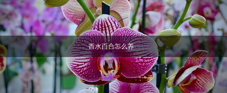 香水百合怎么养,第1张