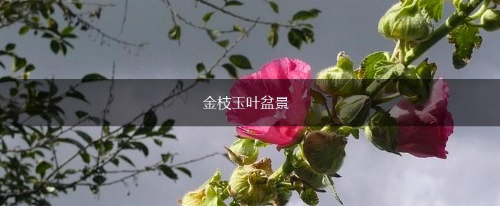 金枝玉叶盆景,第1张