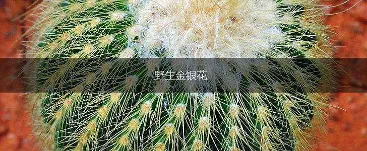 野生金银花,第1张