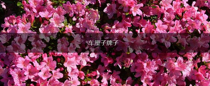 车厘子牌子,第1张