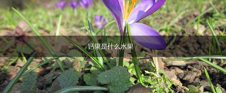 钙果是什么水果,第1张