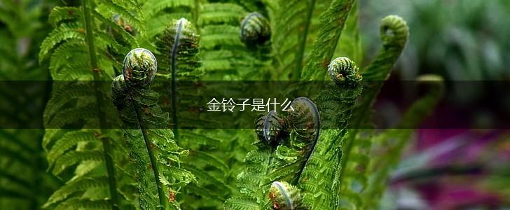 金铃子是什么,第1张