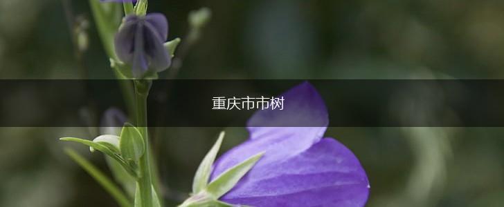 重庆市市树,第1张