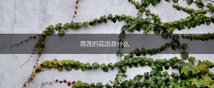 青莲的花语是什么,第1张