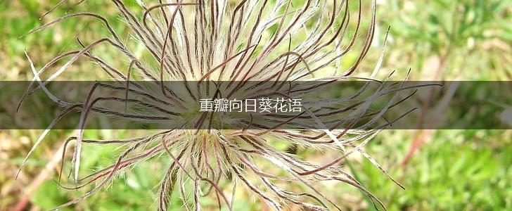 重瓣向日葵花语,第1张
