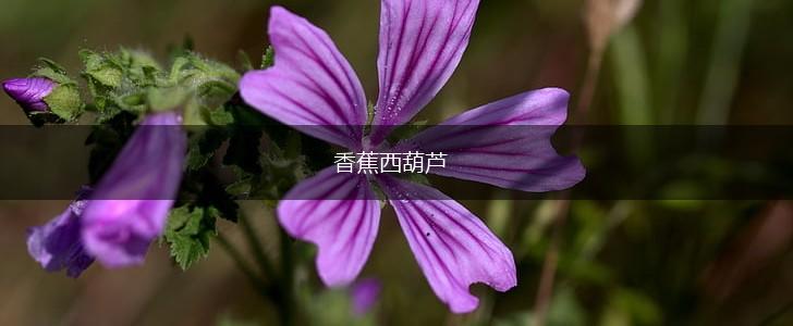 香蕉西葫芦,第1张