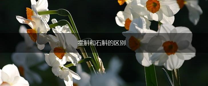 霍斛和石斛的区别,第1张