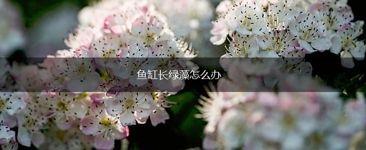 鱼缸长绿藻怎么办,第1张