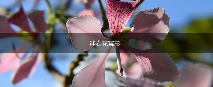 迎春花寓意,第1张