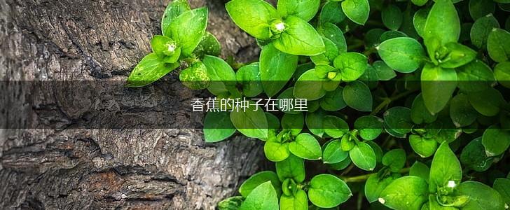 香蕉的种子在哪里,第1张
