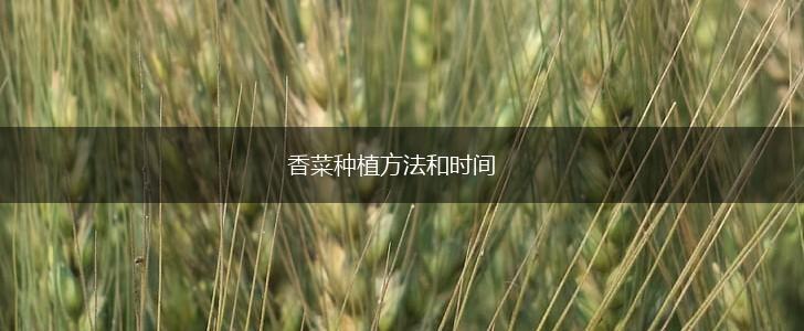 香菜种植方法和时间,第1张