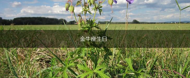 金牛座生日,第1张