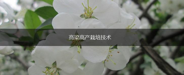 高梁高产栽培技术,第1张