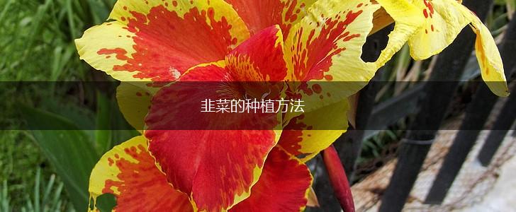 韭菜的种植方法,第1张