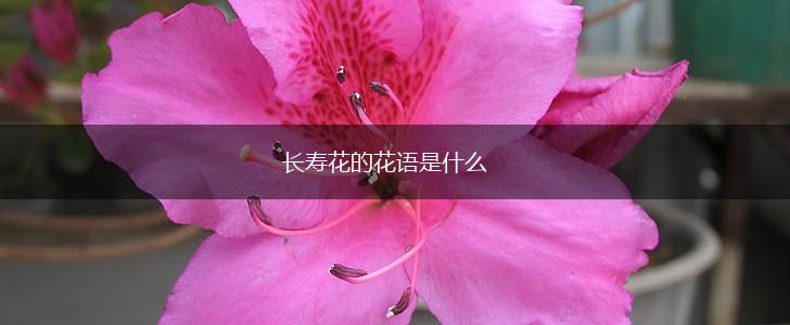 长寿花的花语是什么,第1张