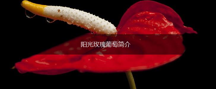 阳光玫瑰葡萄简介,第1张