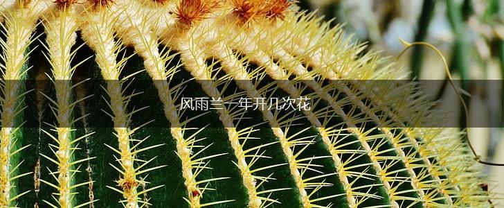 风雨兰一年开几次花,第1张