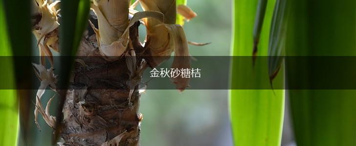 金秋砂糖桔,第1张 金秋砂糖桔,第1张