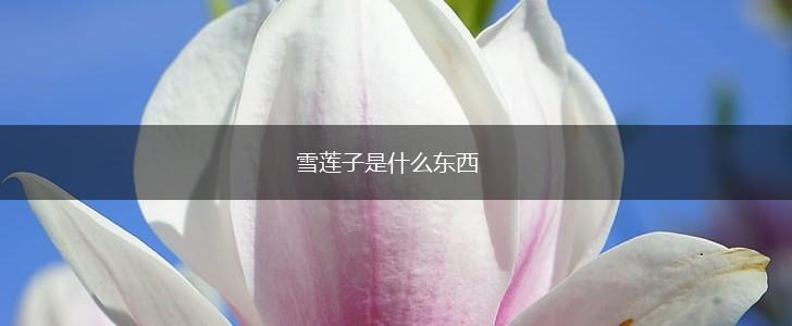 雪莲子是什么东西,第1张