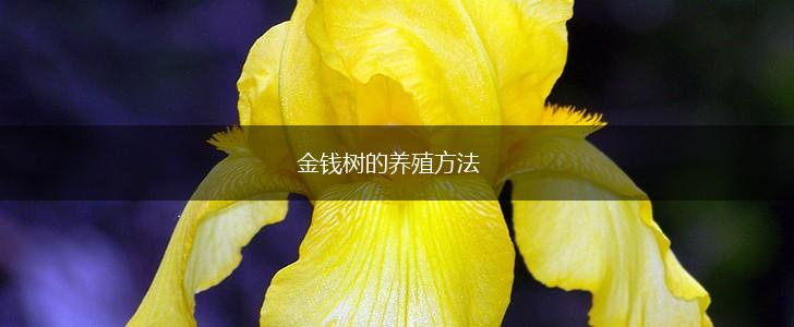 金钱树的养殖方法,第1张
