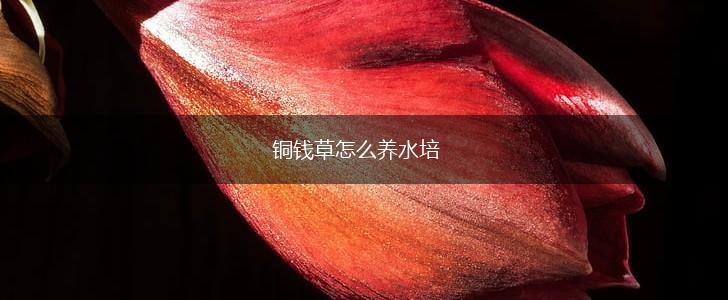 铜钱草怎么养水培,第1张