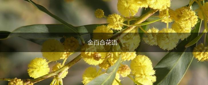 金百合花语,第1张